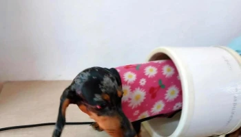 Kinesio y Fisioterapia Animal - Resistencia
