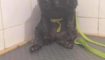 Veterinaria Sapucay - Santa Lucía