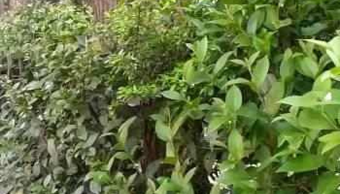 Al Pie Del Morro -  Videos - Merlo