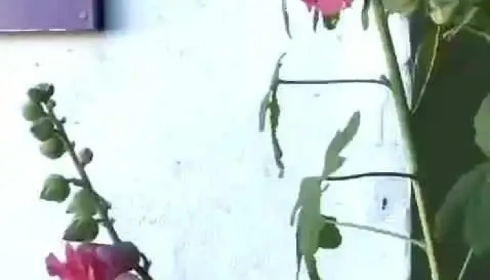 Artemisa Casa De Salud -  Videos - El Bolsón