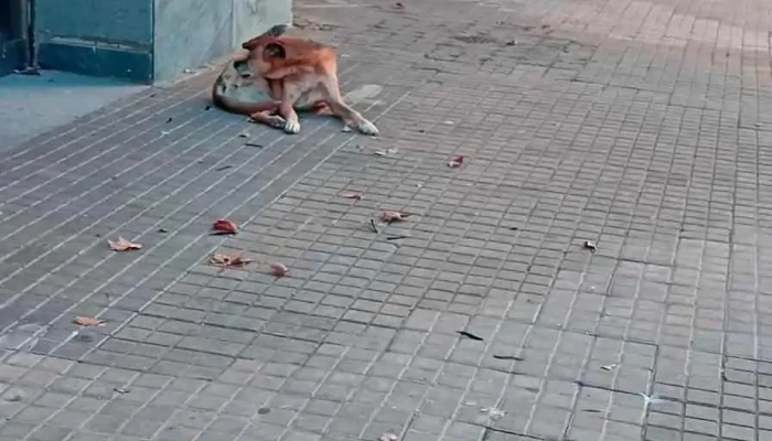 Banco Santa Fe Videos - Cañada de Gomez