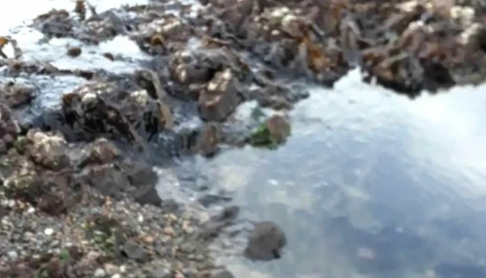 Camarones -  Videos - Camarones