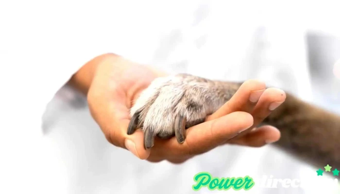 Carrasco Rehabilitacion Veterinaria Integral - Paraná