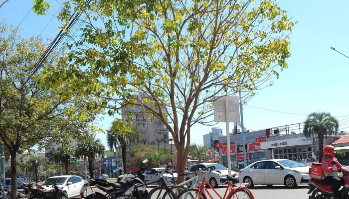 Cerkide -  Catalogo - Corrientes