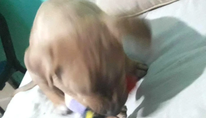 Clinica Veterinaria Olaen Telefono - Rivadavia