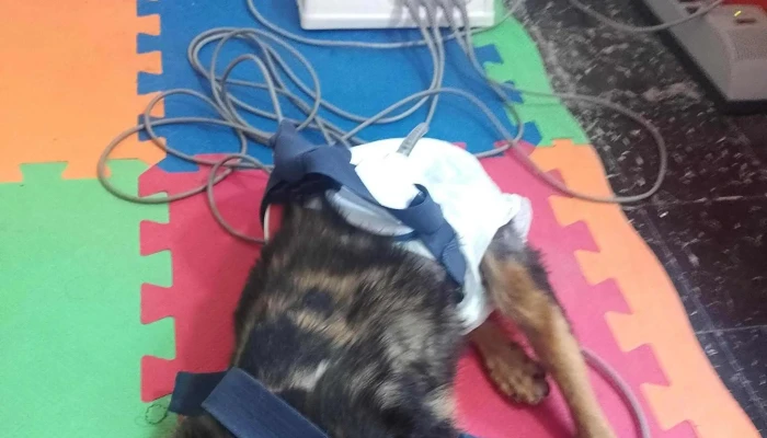 Clinica Veterinaria Olaen Videos - Rivadavia