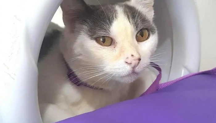 Fisio Mas -  Gato - Villa Carlos Paz