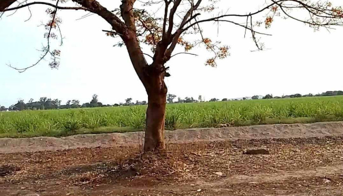Ingenio La Esperanza -  Videos - Ingenio la Esperanza