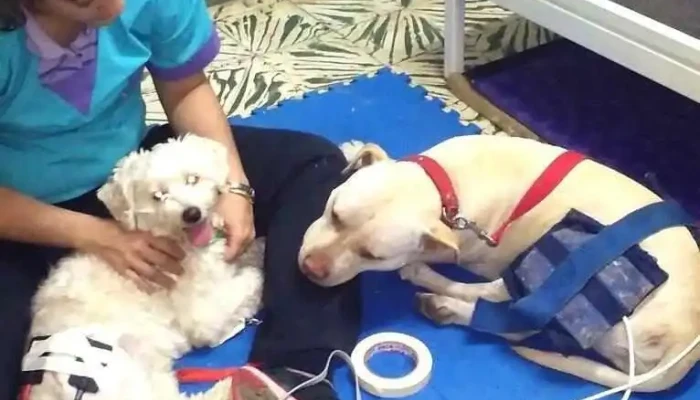Kinesio Y Fisioterapia Animal -  Del Propietario - Resistencia