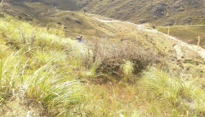 Los Condores -  Montana - Los Condores