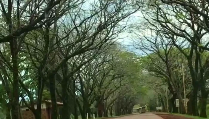 Municipalidad De Concepcion De La Sierra Videos - Concepción de la Sierra