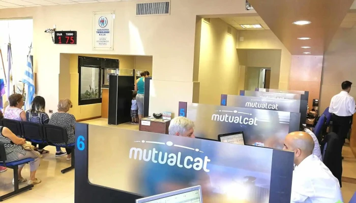 Mutual Cat -  Interior - El Trebol