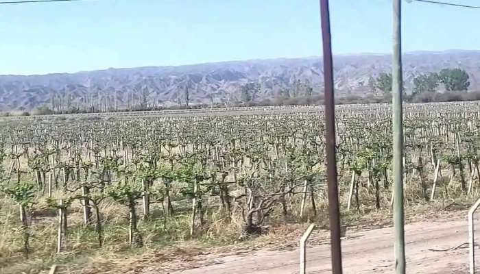 Procuyo Videos - San Juan
