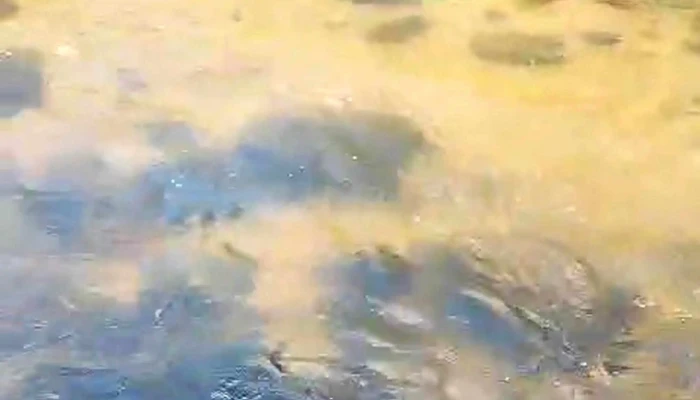 Rio Jaime Salsacate -  Catalogo - Salsacate