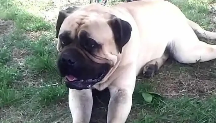 Sociedad Rural Chanar Ladeado Videos - Chañar Ladeado