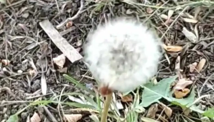 Toay -  Videos - Toay