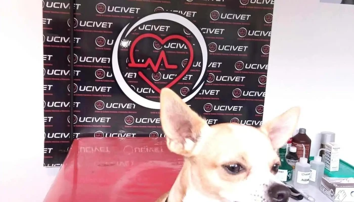 Ucivet -  Perro - San Luis