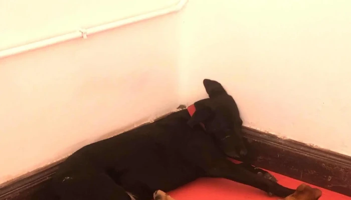 Veterinaria Eugenia Navarro Fisioterapia - Córdoba