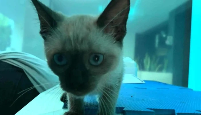 Veterinaria Eugenia Navarro Fisioterapia -  Gato - Córdoba